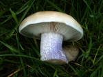 Field Blewit, Lepista saeva